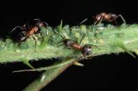Fourmis rousses - Traite des pucerons et récolte du miellat (Formica rufa)